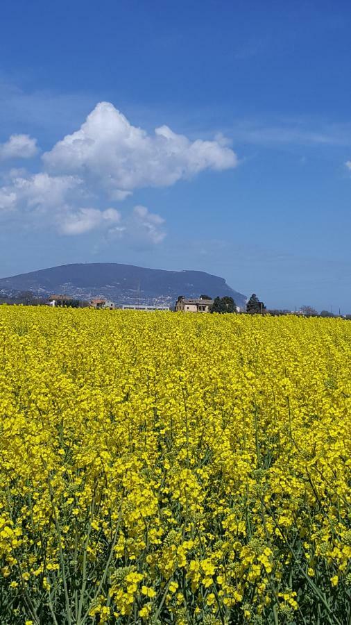 Villetta Del Conero Porto Recanati Buitenkant foto